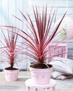 Cordeline Charly Boy, een felgekleurde sterke stam heeft ie.