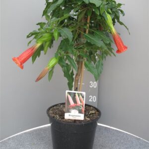 Brugmansia in 3 kleuren op voorraad rood,wit en geel