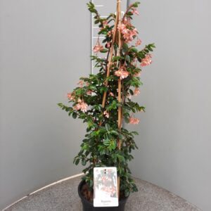Begonia fuchsioides - struikbegonia