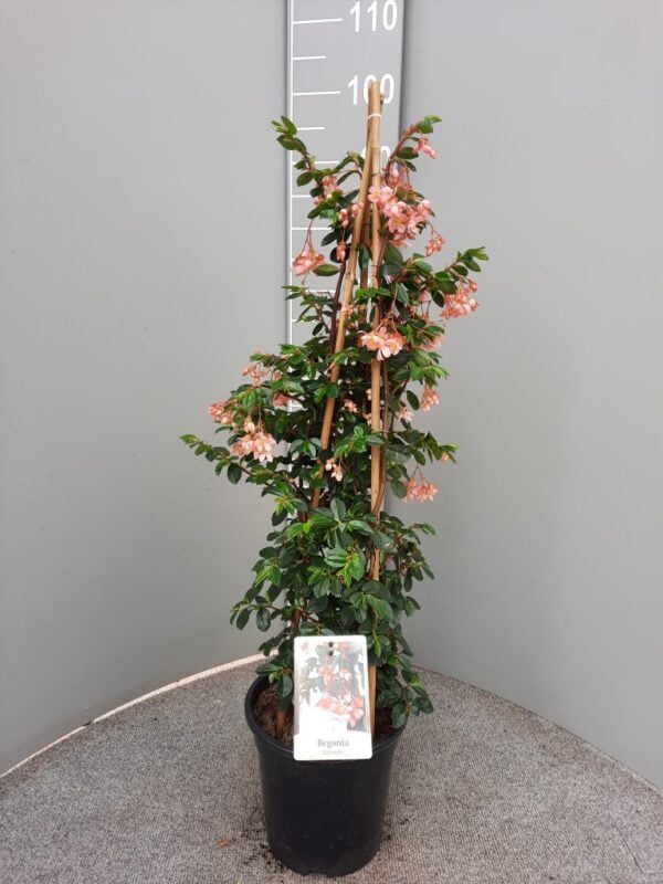 Begonia fuchsioides - struikbegonia