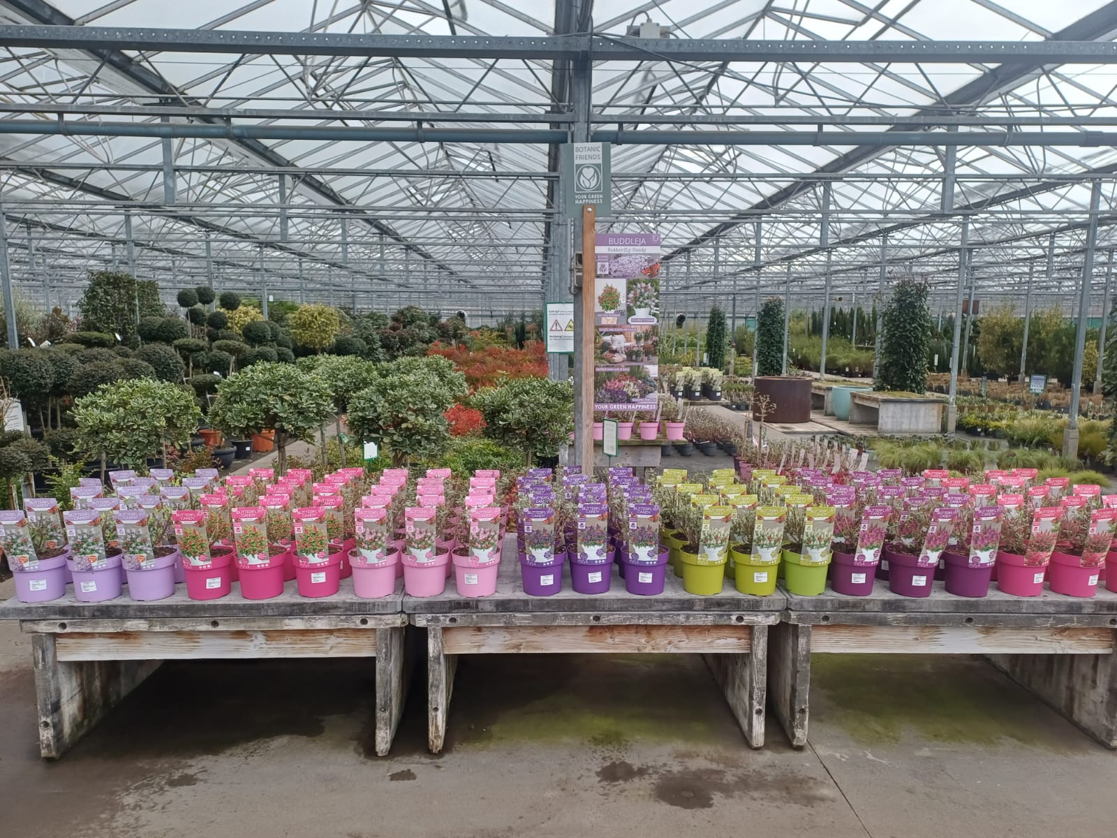 Buddleja davidii Butterfly Candy - 9 soorten dwerg vlinderstruikjes - Afbeelding 3