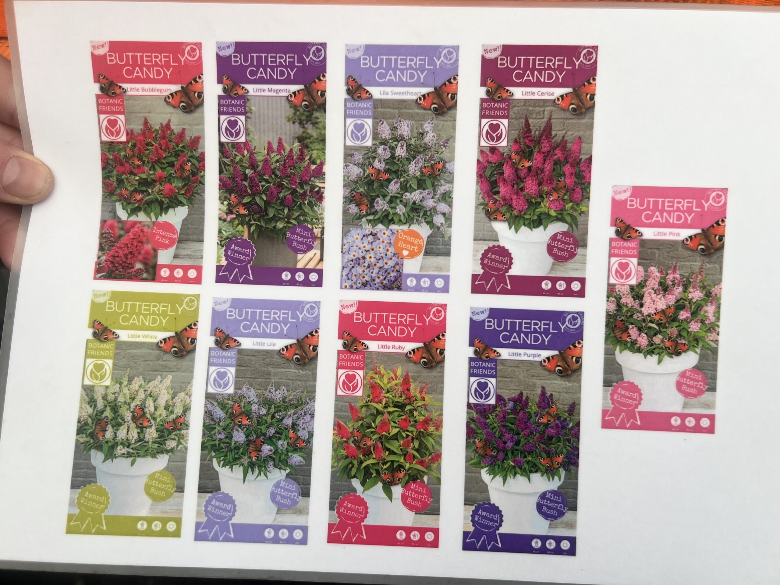 9 soorten van de meest populaire dwergvlinderstruiken van dit moment verkrijgbaar bij www.buxuskoning in Winssen