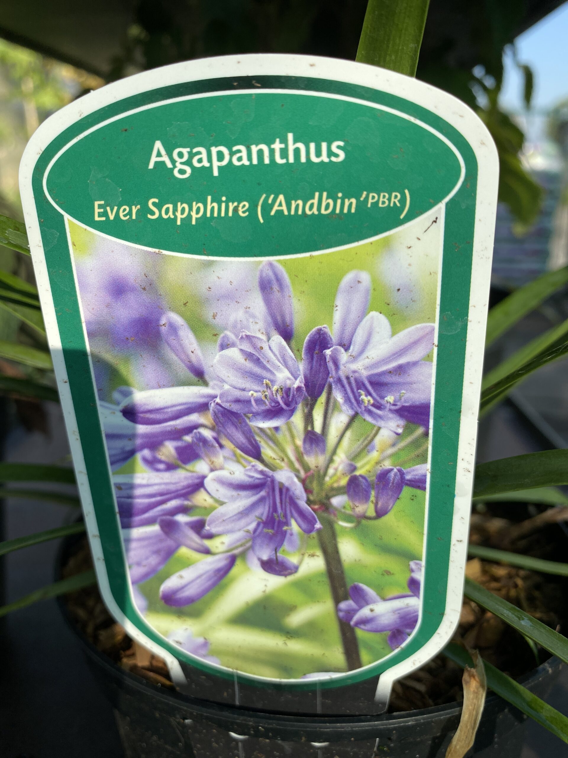 Agapanthus Ever Sapphire - bloeit 2x mei-oktober