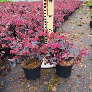 Loropetalum chinensis Fire Dance, mooie kleuren