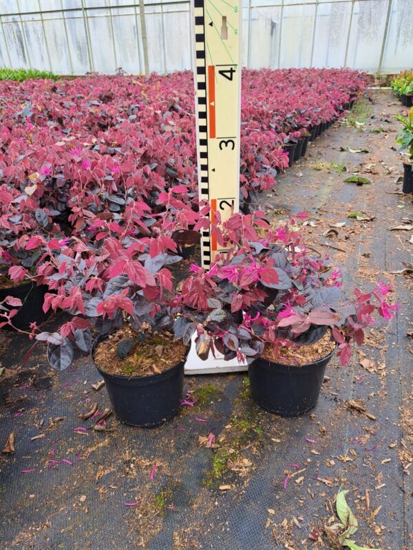 Loropetalum chinensis Fire Dance, mooie kleuren
