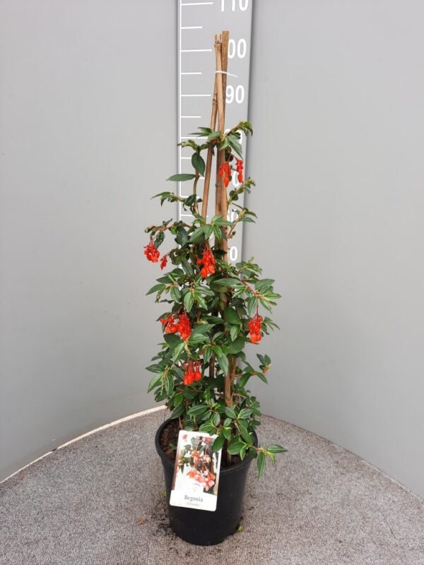 Begonia fuchsioides - struikbegonia