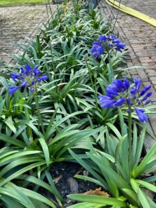 Everpanthus, bloeit 2 x een langere periode, totaal 5-6 maanden was het in 2025 