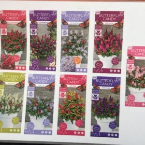 9 soorten van de meest populaire dwergvlinderstruiken van dit moment verkrijgbaar bij www.buxuskoning in Winssen