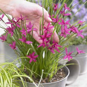 Rhodoxis Beverly