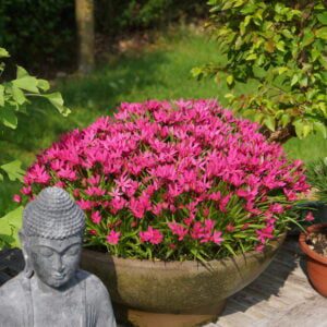 Rhodoxis “Fairy Tale” - Sterretjesgras
