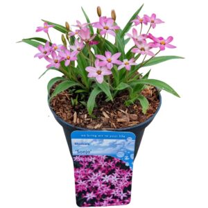 Rhodoxis “Mrs Betsy”- Sterretjes Gras