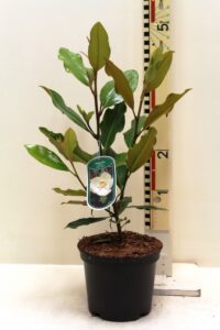 Magnolia grandiflora “Little Gem” - groenblijvende magnolia