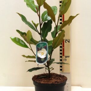 Magnolia grandiflora “Little Gem” - groenblijvende magnolia