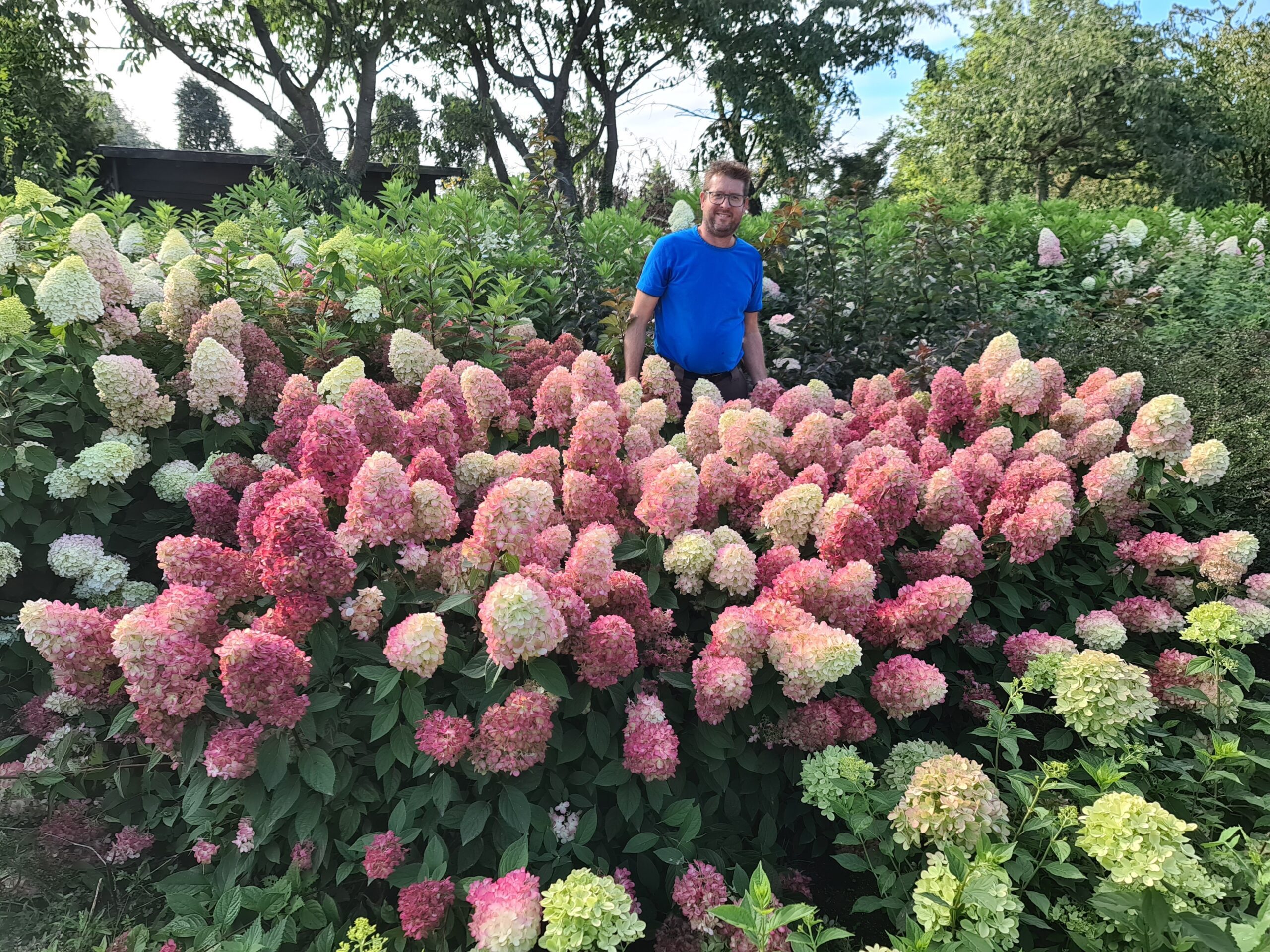 Hydrangea paniculata Bonfire - exclusieve pluimhortensia - Afbeelding 5