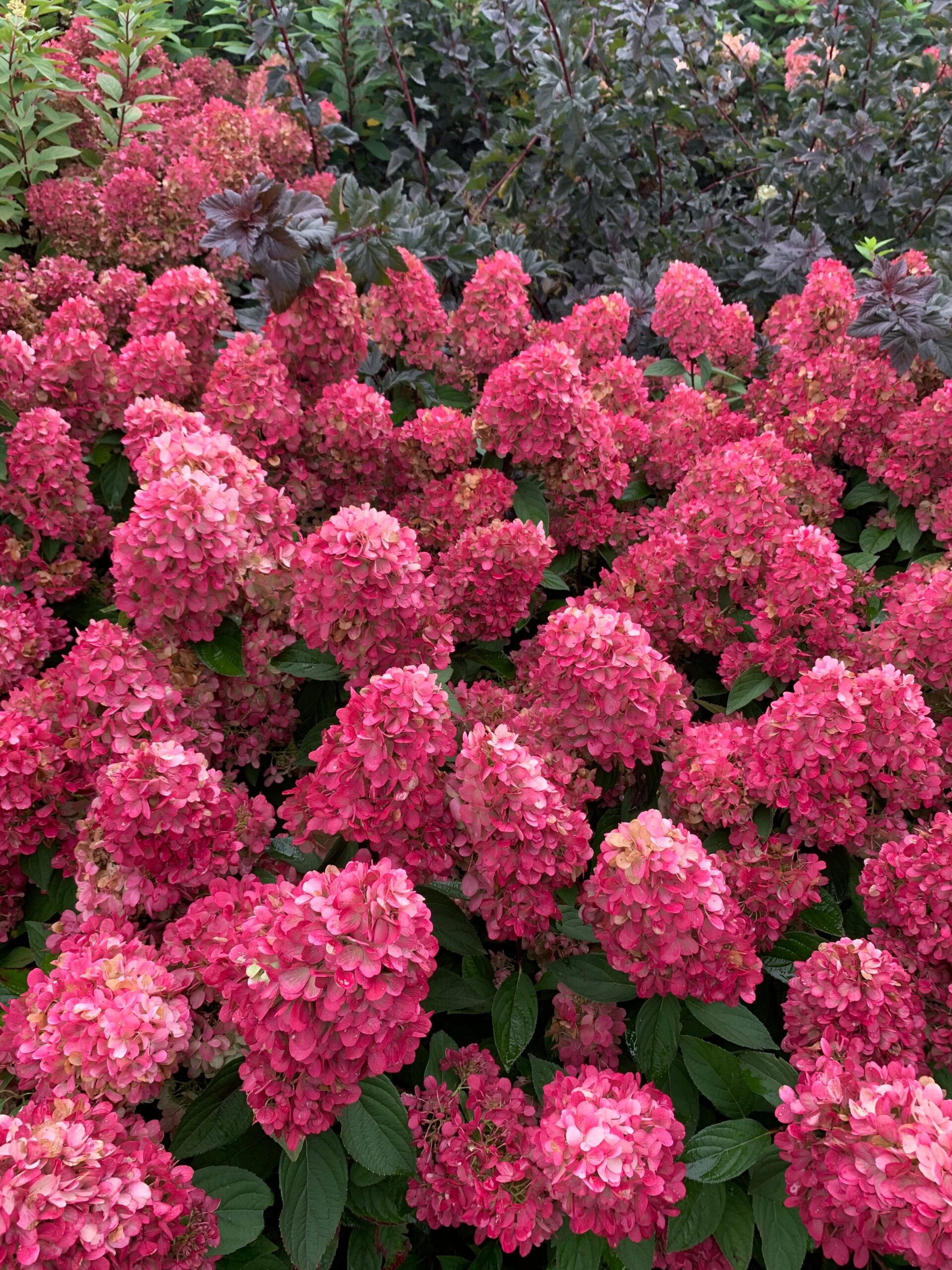 Hydrangea paniculata Bonfire - exclusieve pluimhortensia - Afbeelding 6