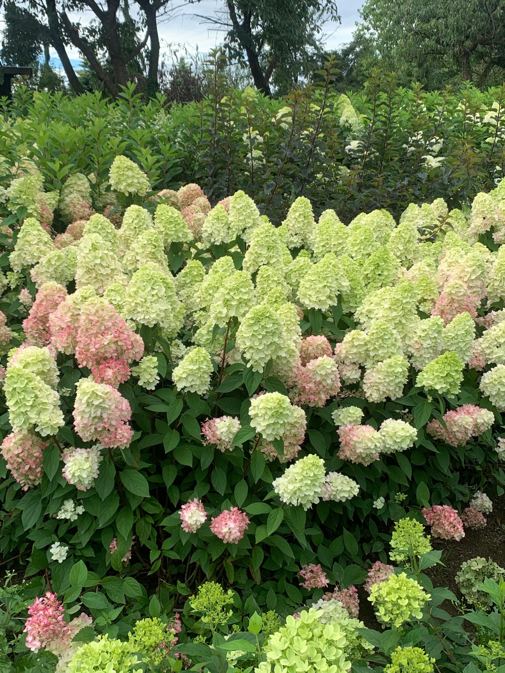 Hydrangea paniculata Bonfire - exclusieve pluimhortensia - Afbeelding 4