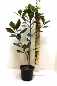 Magnolia grandiflora “Little Gem” - groenblijvende magnolia