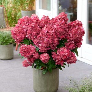 Hydrangea paniculata Bonfire een spectaculaire groei en bloeiwijze