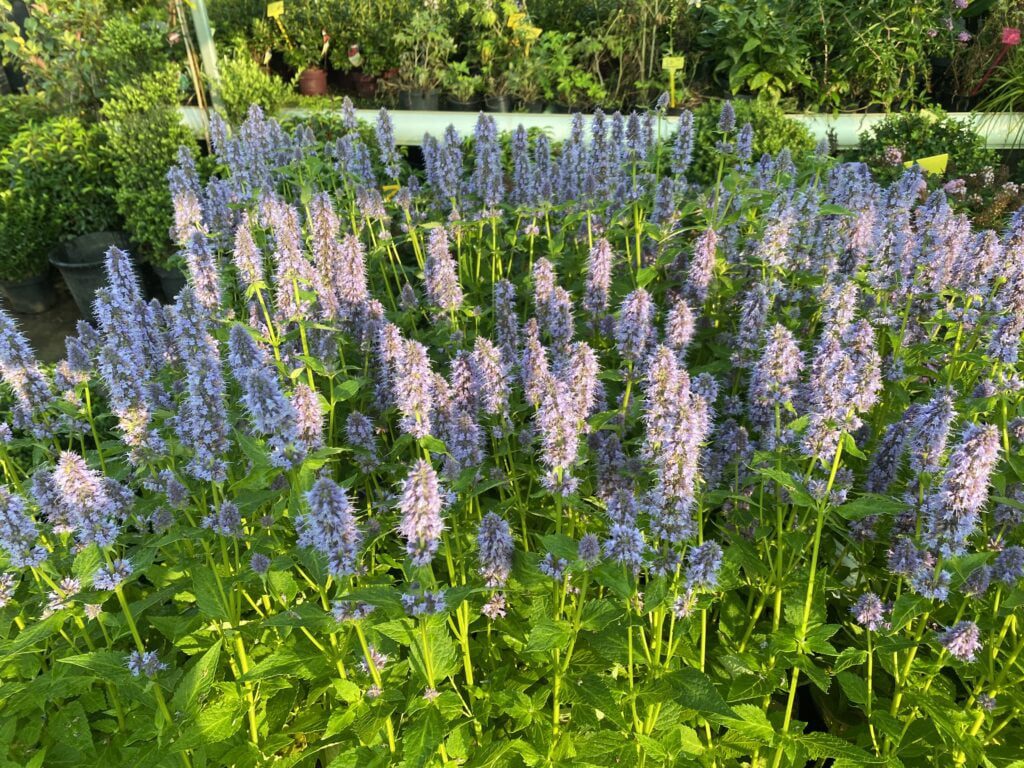 Agastache 'Blue Fortune' (Dropplant)