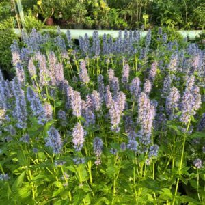 Agastache 'Blue Fortune' (Dropplant)