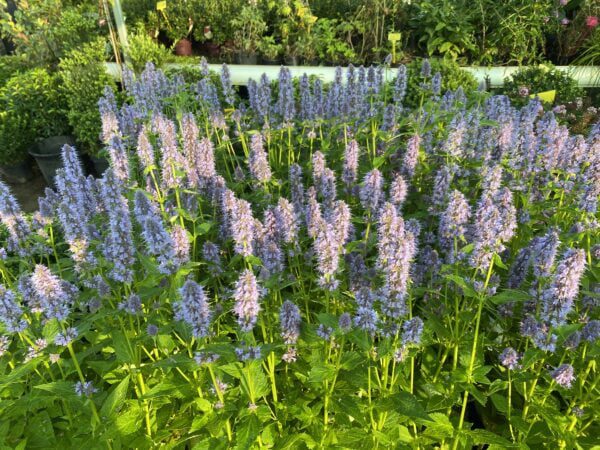 Agastache 'Blue Fortune' (Dropplant)