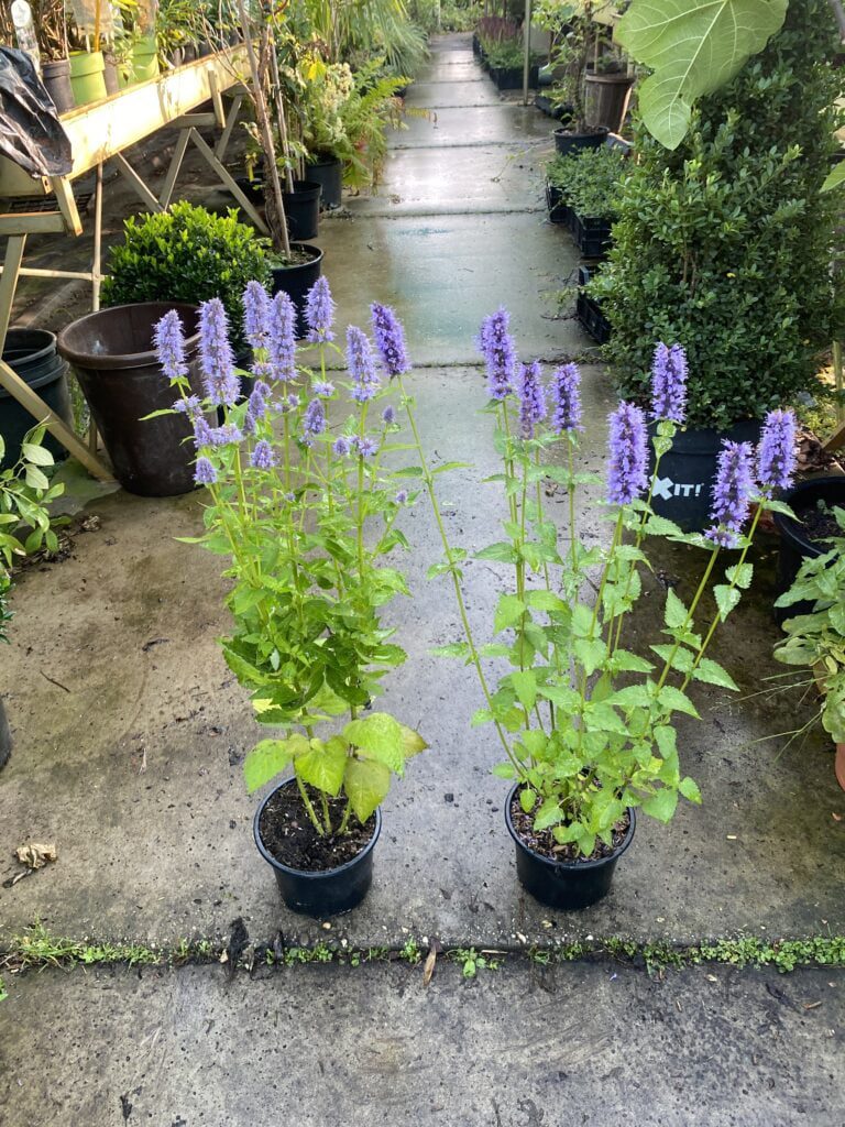 Agastache 'Bleu Fortune' (Dropplant) links en rechts Agastache 'Black Adder' (Dropplant)