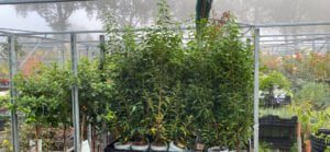 Prunus in pot, jaarrond te planten en geen beschadigingen aan de wortels.