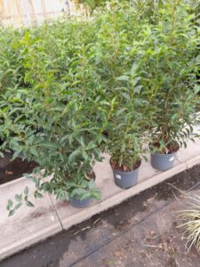 Prunus lusitanica 80/100 volle struiken in 5 liter pot