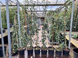 Prunus Lusitanica angustifolia Portugese laurier , 100/125 cm hoog, de smalste die er is , 15/20 cm doorsnee, ideaal voor smalle hagen