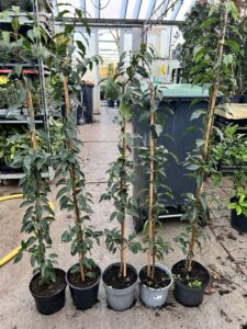 Prunus lusitanica spil, om zeer smalle haag te maken, 5 per meter