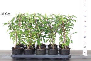 Prunus lusitanica angustifolia 30/40 cm in 11 cm pot, 5 a 6 potten per meter