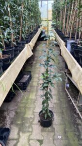 Smalle struik voor smalle hagen, 100/125 cm in 19 cm pot. Tijdelijk afgeprijsd