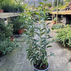Prunus lusitanica “Angustifolia - Portugese laurier 50/60 en 60/70 cm in 19 cm pot