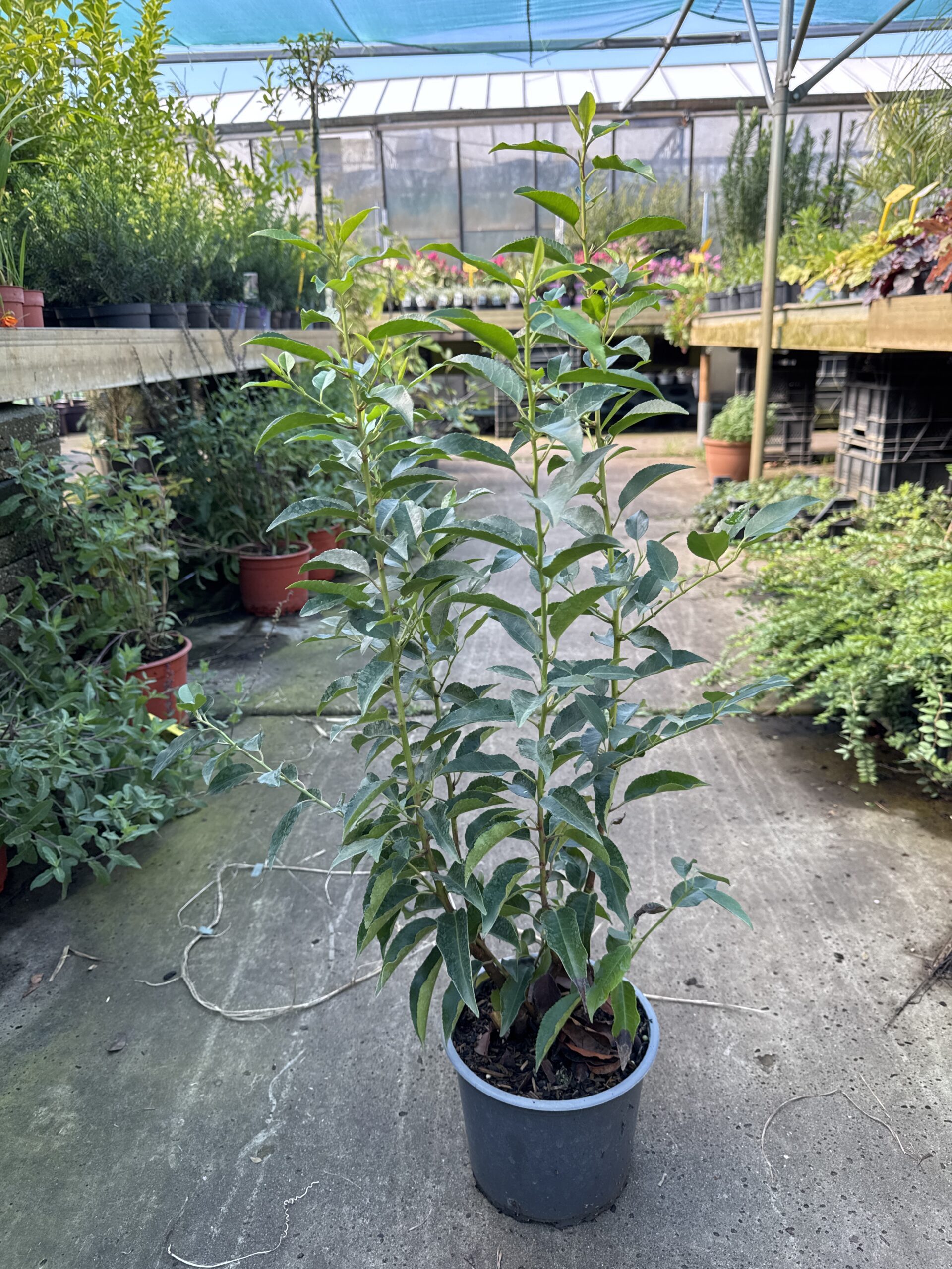 Prunus lusitanica “Angustifolia - Portugese laurier
