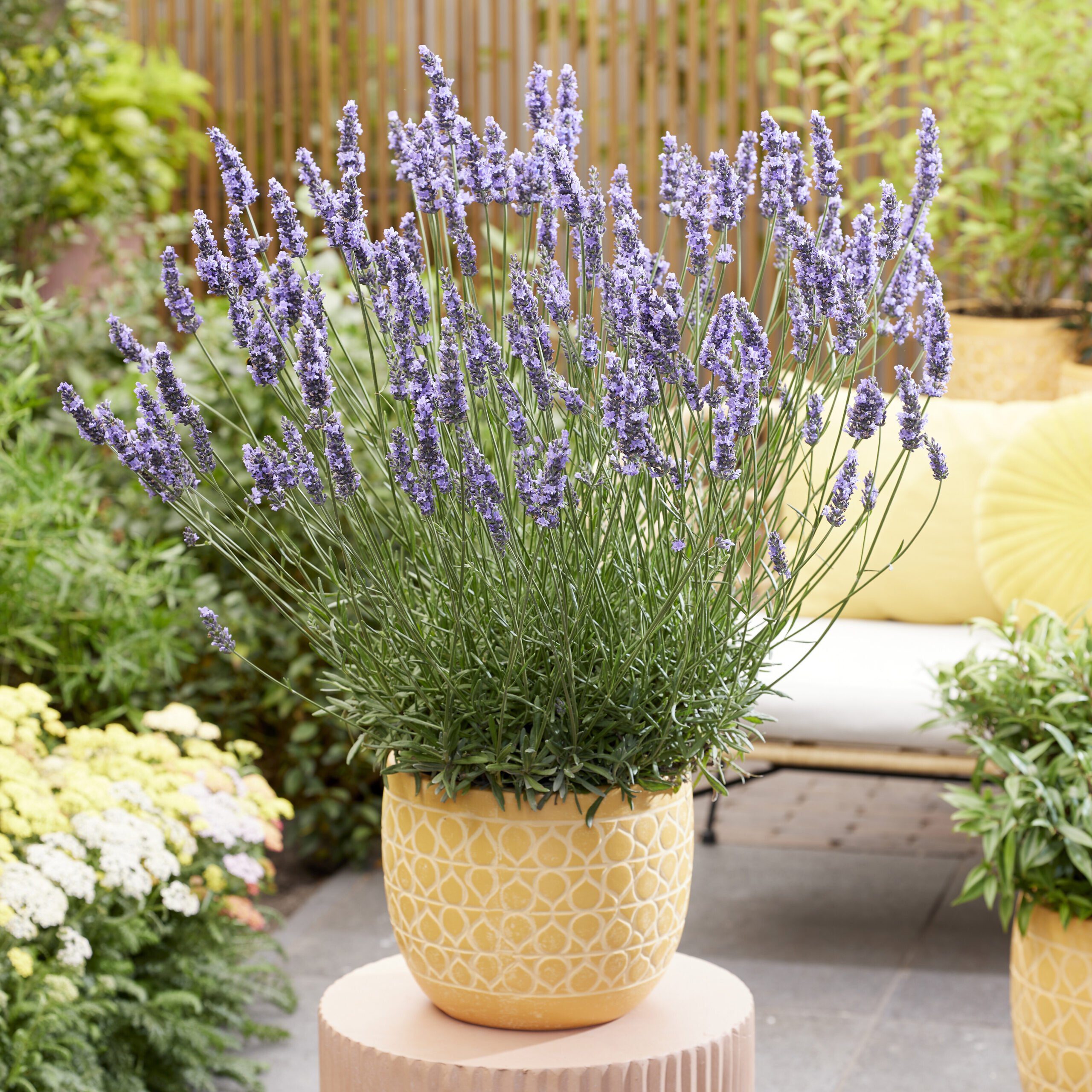 Lavandula intermedia Sensational - Reuzenlavendel - Afbeelding 4