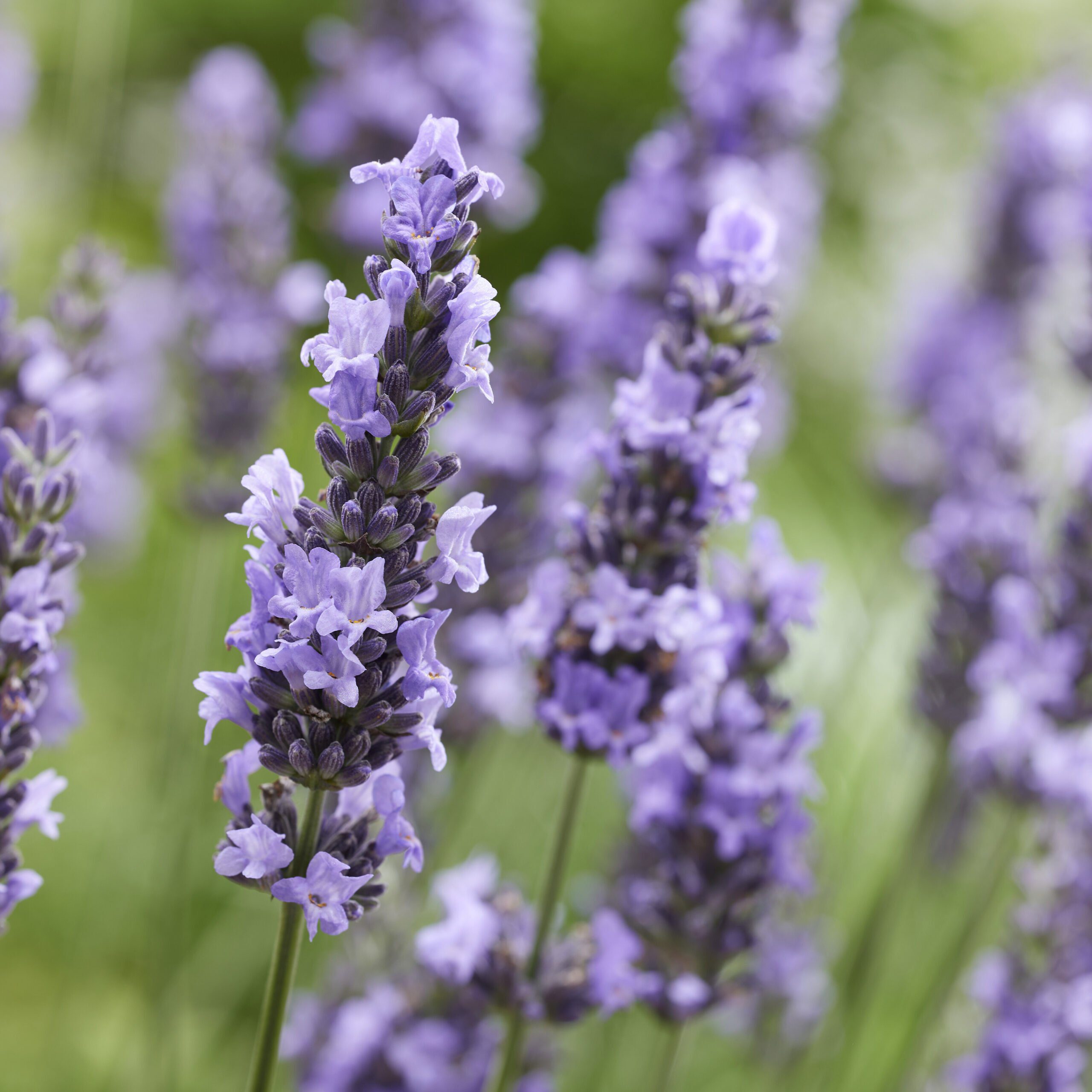 Lavandula intermedia Sensational - Reuzenlavendel - Afbeelding 3