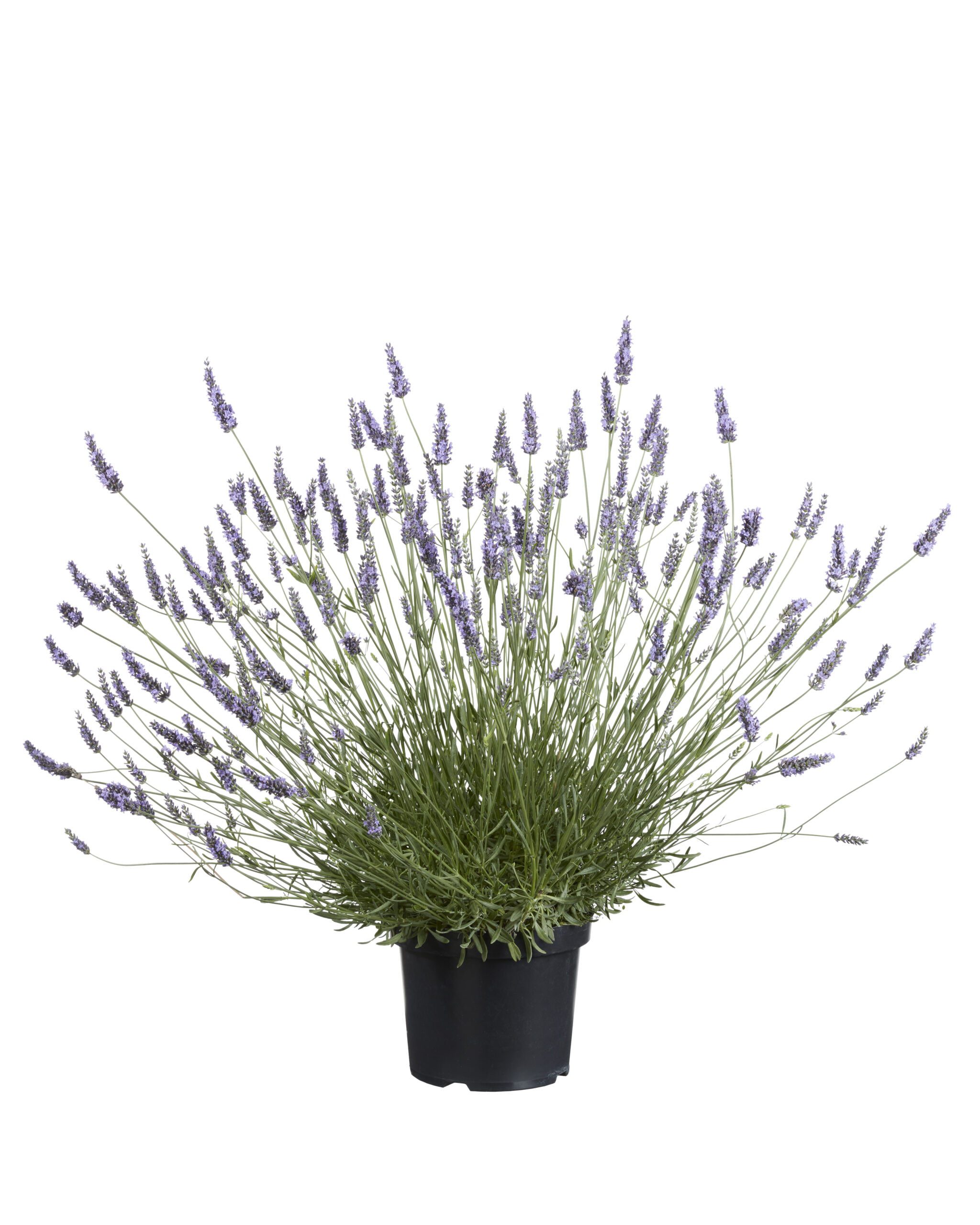 Lavandula intermedia Sensational - Reuzenlavendel - Afbeelding 5