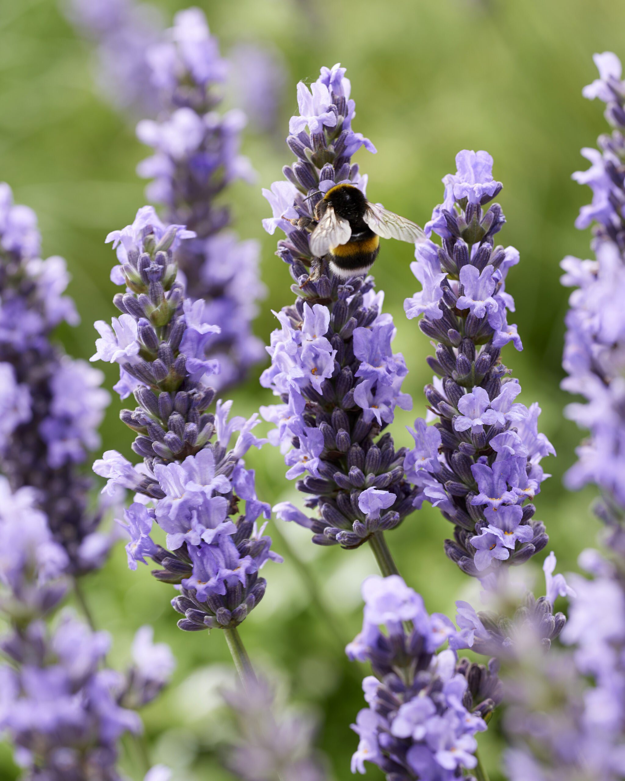 Lavandula intermedia Sensational - Reuzenlavendel - Afbeelding 2
