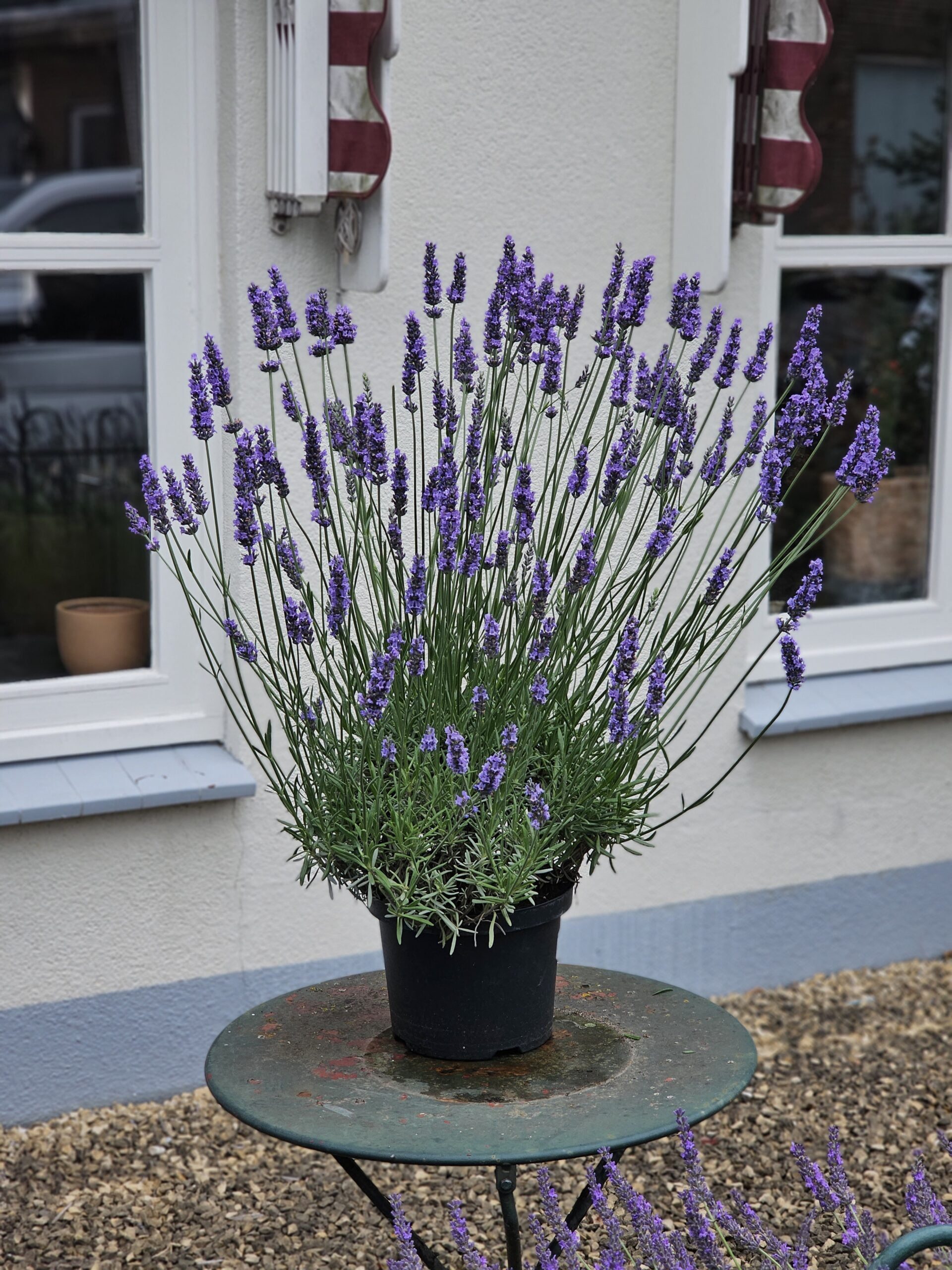 Lavandula intermedia Sensational - Reuzenlavendel