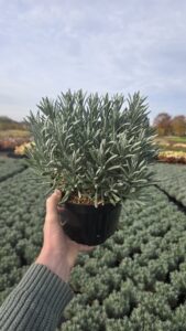 Topkwaliteit zoals u gewend bent bij Buxuskoning.nl