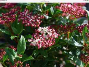 Viburnum Tinus Gwellian, fleurige groenblijvende Sneeuwbal