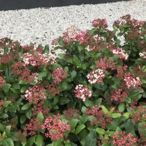 Viburnum Tinus Gwellian, fleurige groenblijvende Sneeuwbal