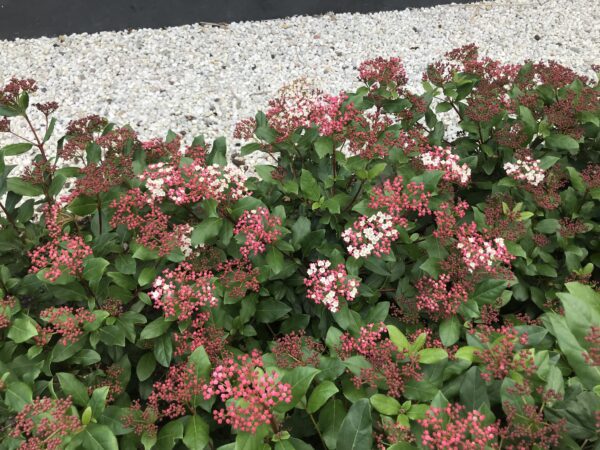 Viburnum Tinus Gwellian, fleurige groenblijvende Sneeuwbal