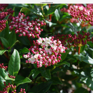 Viburnum Tinus Gwellian, fleurige groenblijvende Sneeuwbal