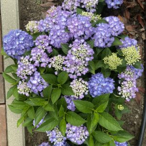 Hortbux van ForEver en Ever, zeer rijke en lange bloei , wordt Max 30/40 cm hoog