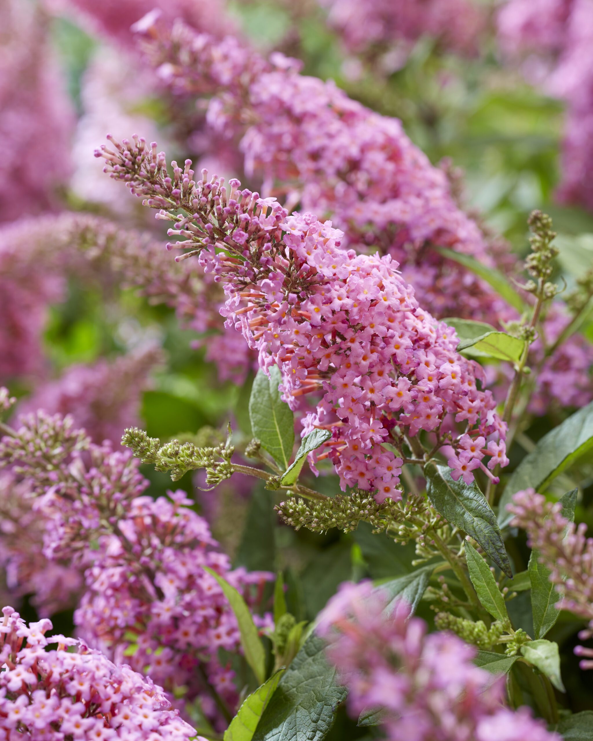 Buddleja davidii Butterfly Candy Little Pink - compacte dwerg vlinderstruik