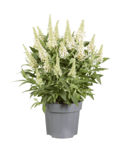 Buddleja davidii butterfly Candy ´Little White – Dwergvlinderstruik