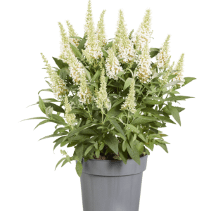 Buddleja davidii butterfly Candy ´Little White – Dwergvlinderstruik