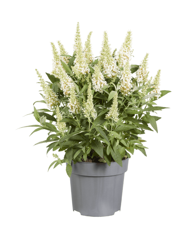 Buddleja davidii butterfly Candy ´Little White – Dwergvlinderstruik