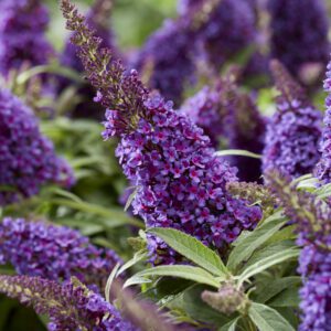 Buddleja davidii Butterfly Candy Little Purple , zeer compact en 150 dagen bloei